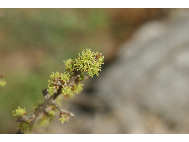 Forestiera pubescens (Elbow bush) #40504
