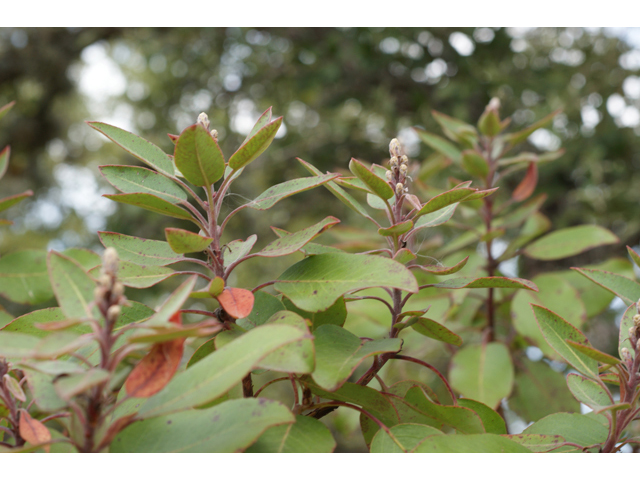 Arbutus xalapensis (Texas madrone) #40514