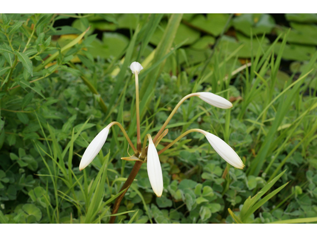 Crinum americanum (American crinum lily) #40532