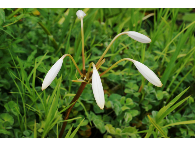 Crinum americanum (American crinum lily) #40533