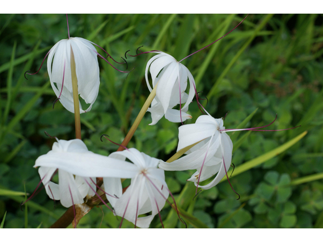 Crinum americanum (American crinum lily) #40534