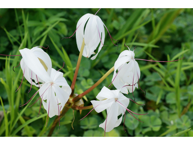 Crinum americanum (American crinum lily) #40537