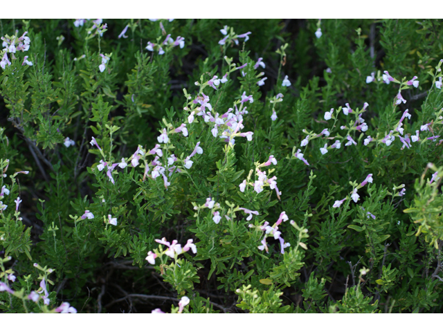 Salvia greggii (Autumn sage) #40577