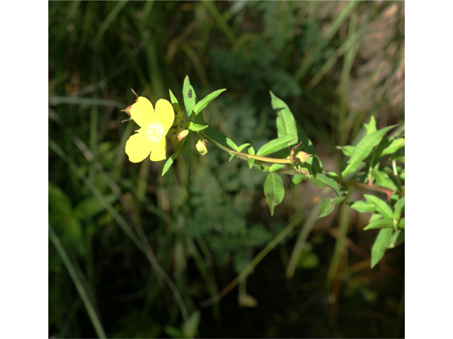 Ludwigia octovalvis (Mexican primrose-willow) #40581