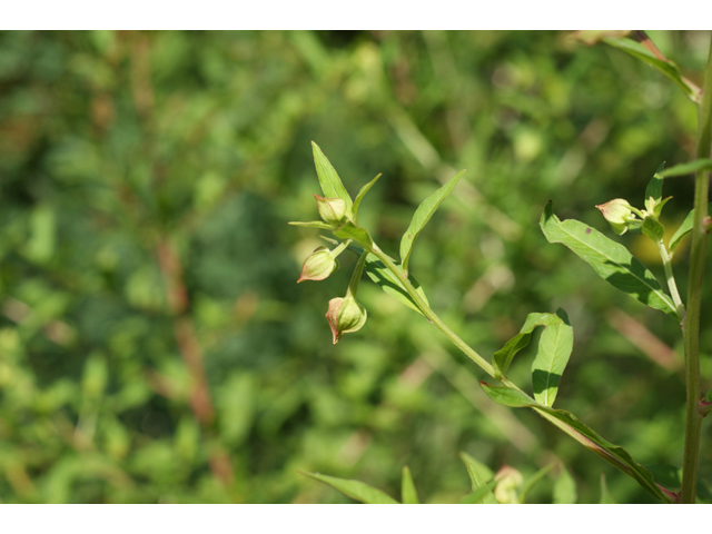 Ludwigia octovalvis (Mexican primrose-willow) #40584