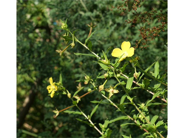 Ludwigia octovalvis (Mexican primrose-willow) #40586