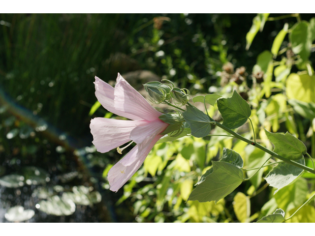 Hibiscus grandiflorus (Swamp rose-mallow) #40587