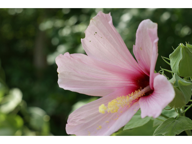 Hibiscus grandiflorus (Swamp rose-mallow) #40588