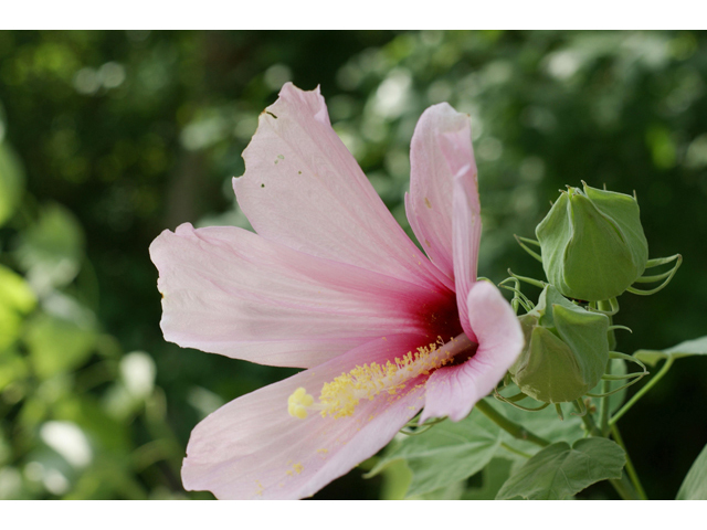 Hibiscus grandiflorus (Swamp rose-mallow) #40589