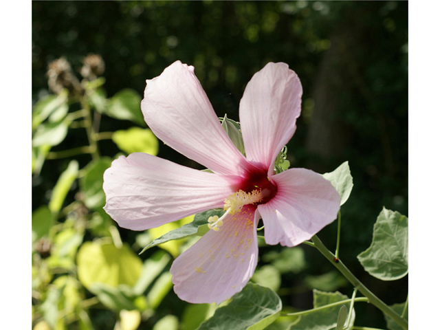 Hibiscus grandiflorus (Swamp rose-mallow) #40590