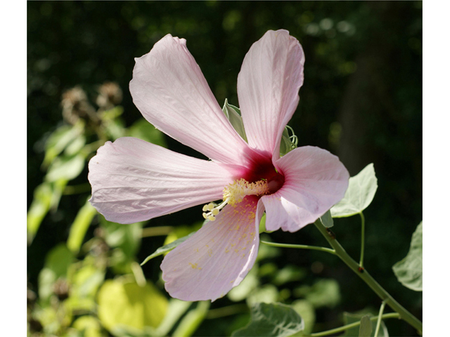 Hibiscus grandiflorus (Swamp rose-mallow) #40591