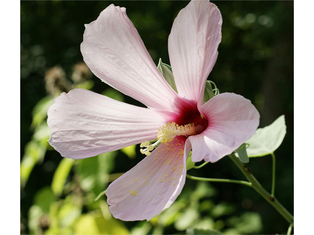 Hibiscus grandiflorus (Swamp rose-mallow) #40592