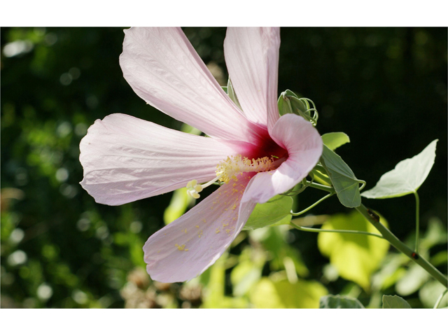 Hibiscus grandiflorus (Swamp rose-mallow) #40593