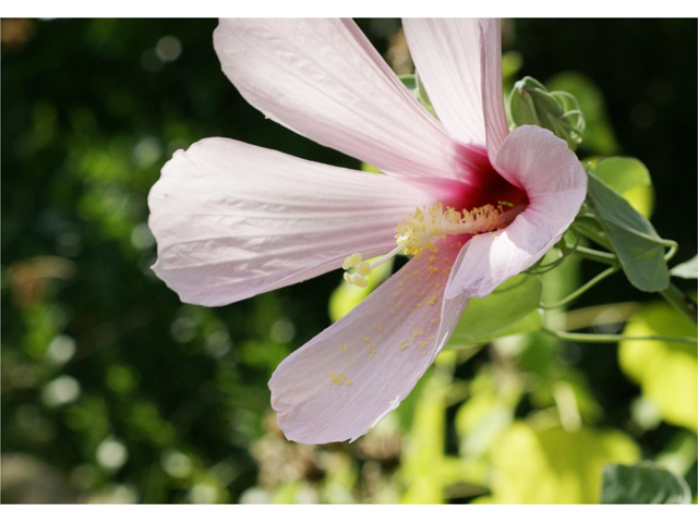 Hibiscus grandiflorus (Swamp rose-mallow) #40594