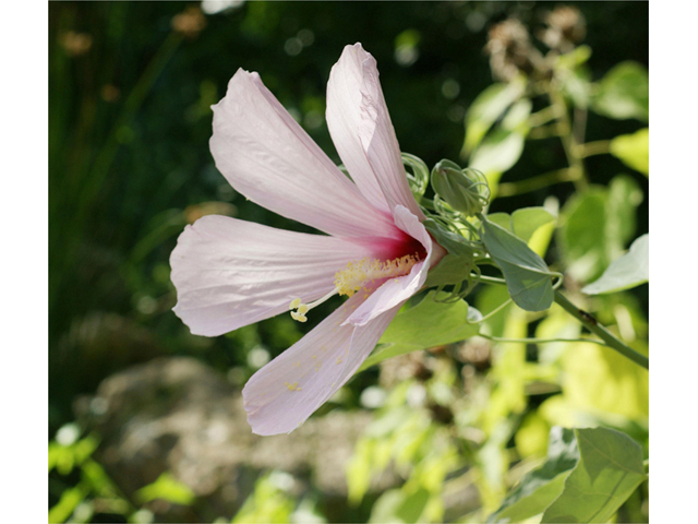 Hibiscus grandiflorus (Swamp rose-mallow) #40595