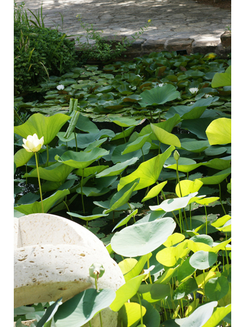 Nelumbo lutea (American lotus) #40597
