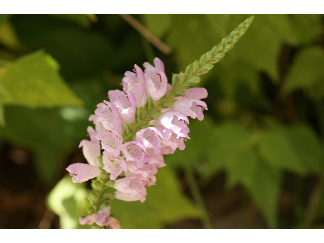 Physostegia intermedia (Spring obedient plant) #40598