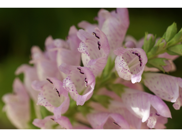 Physostegia intermedia (Spring obedient plant) #40601