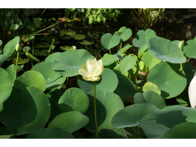 Nelumbo lutea (American lotus) #40602