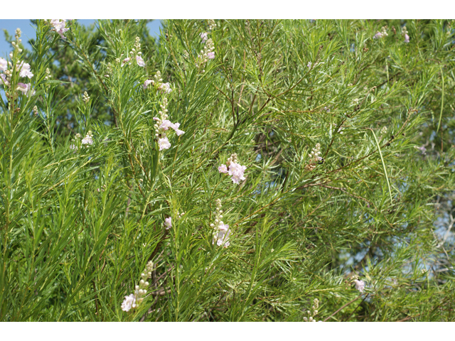 Chilopsis linearis (Desert willow) #40896