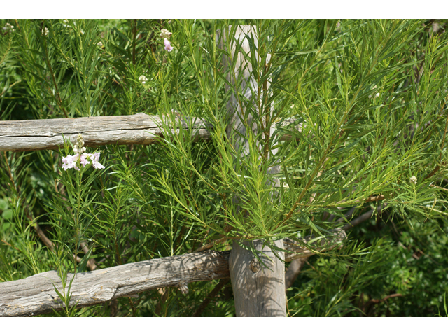Chilopsis linearis (Desert willow) #40897