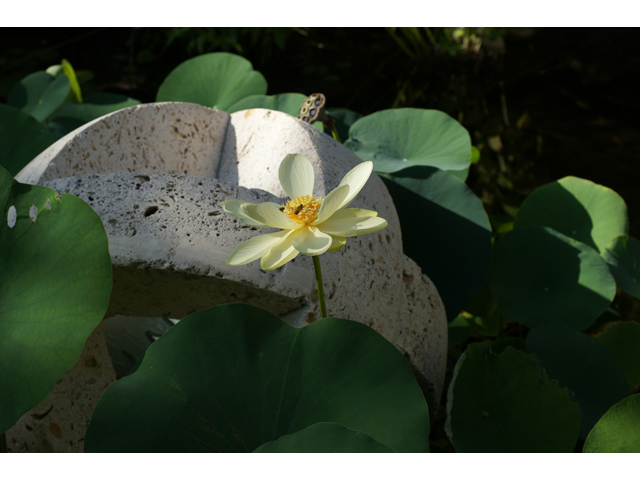 Nelumbo lutea (American lotus) #40913