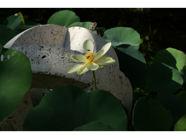 Nelumbo lutea (American lotus) #40914