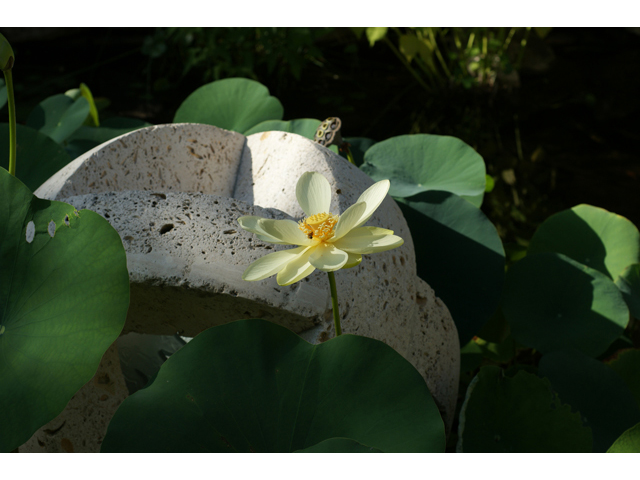 Nelumbo lutea (American lotus) #40915