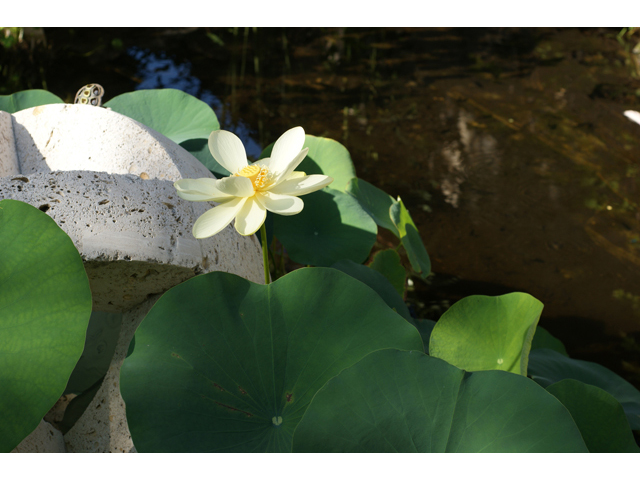 Nelumbo lutea (American lotus) #40918
