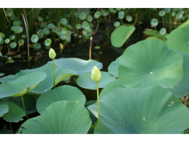 Nelumbo lutea (American lotus) #40919