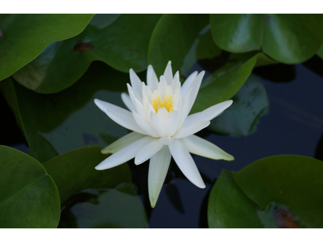 Nymphaea odorata (American white water-lily) #40922