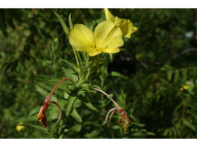 Oenothera jamesii (Trumpet evening-primrose) #40924