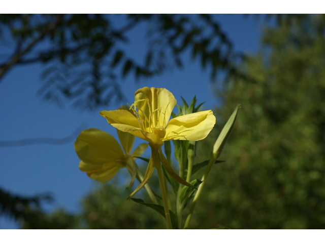 Oenothera jamesii (Trumpet evening-primrose) #40932
