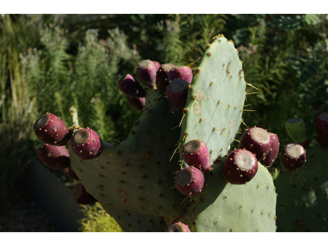 Opuntia engelmannii var. lindheimeri (Texas prickly pear) #40934