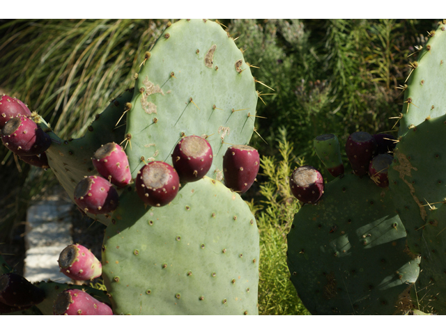 Opuntia engelmannii var. lindheimeri (Texas prickly pear) #40935