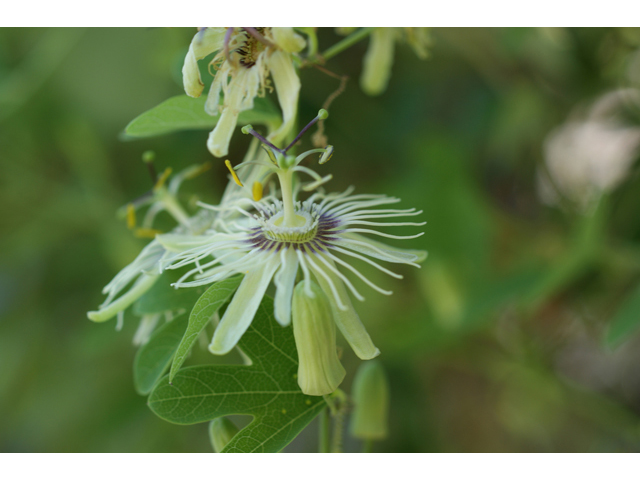 Passiflora affinis (Bracted passionflower) #40942