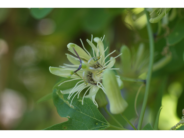 Passiflora affinis (Bracted passionflower) #40943