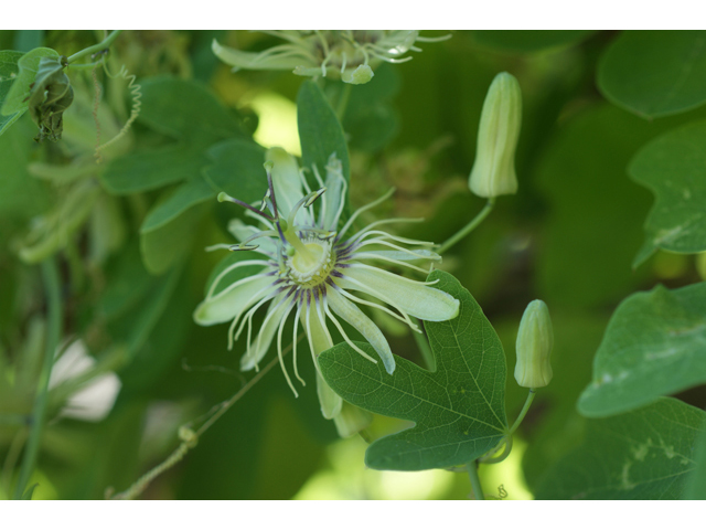 Passiflora affinis (Bracted passionflower) #40944