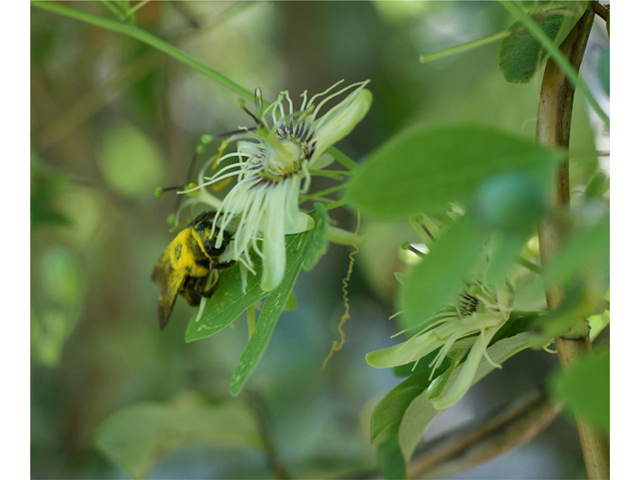 Passiflora affinis (Bracted passionflower) #40945