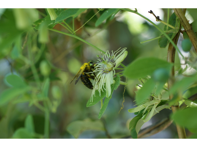 Passiflora affinis (Bracted passionflower) #40946