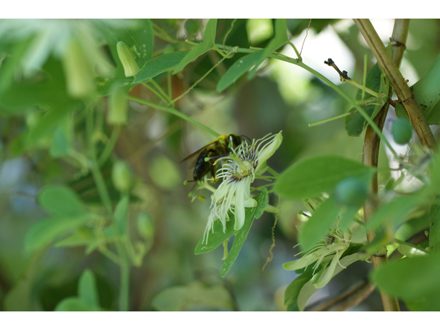 Passiflora affinis (Bracted passionflower) #40947