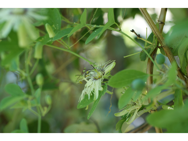 Passiflora affinis (Bracted passionflower) #40951