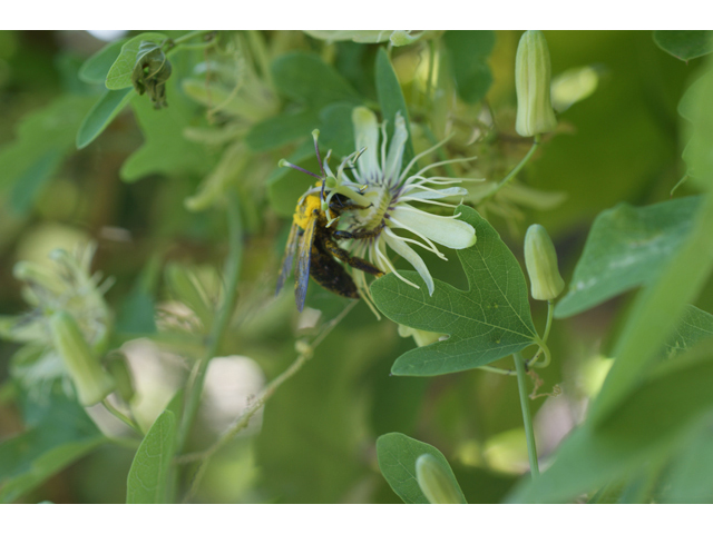 Passiflora affinis (Bracted passionflower) #40952