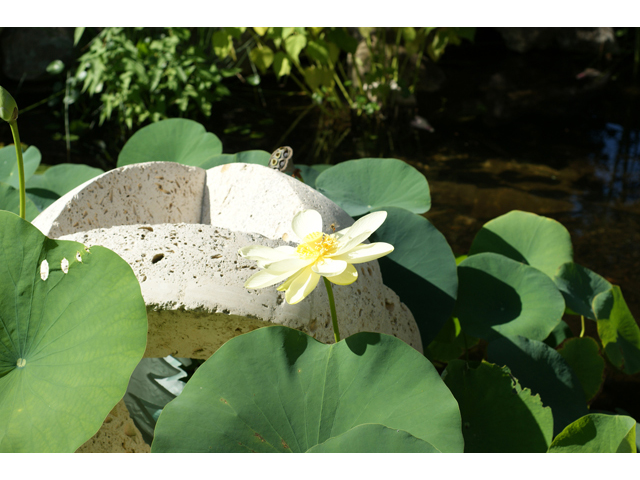 Nelumbo lutea (American lotus) #40958