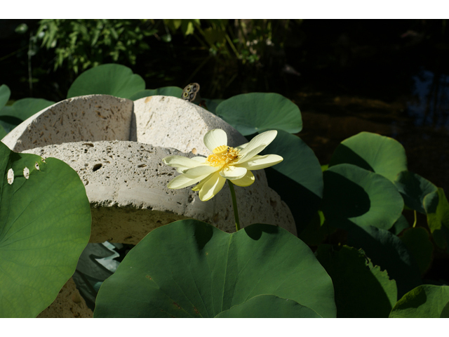 Nelumbo lutea (American lotus) #40959