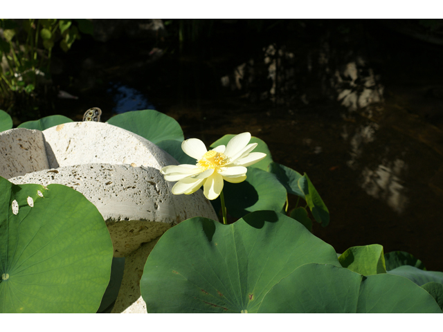 Nelumbo lutea (American lotus) #40960