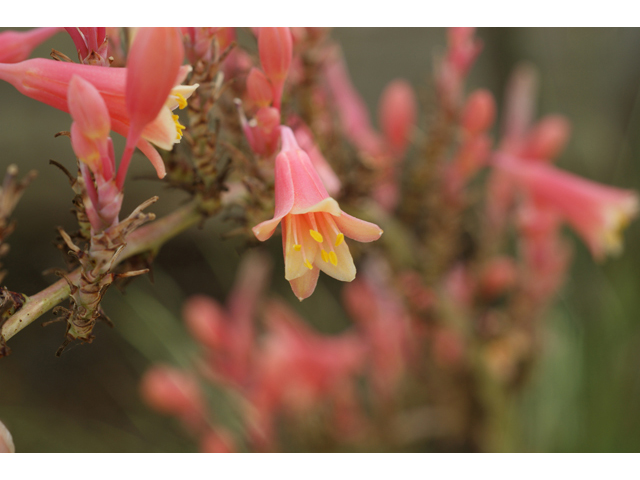 Hesperaloe parviflora (Red yucca) #40969