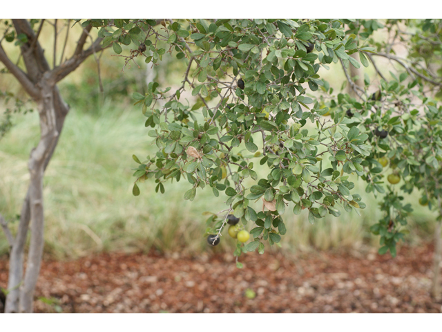 Diospyros texana (Texas persimmon) #40979