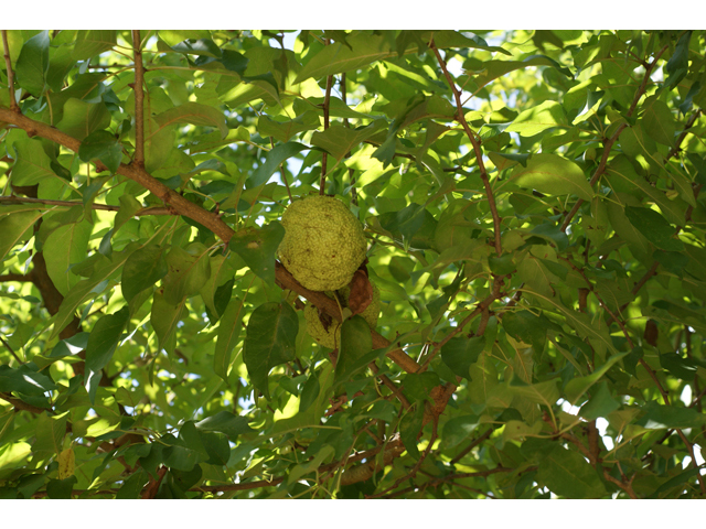 Maclura pomifera (Osage orange) #41019