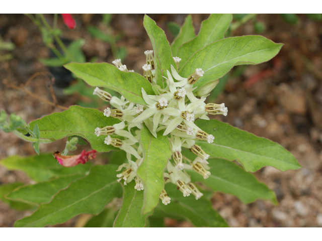Asclepias oenotheroides (Zizotes milkweed) #41025